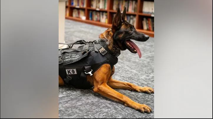 K-9 Policial 'Spike' Muere en Tiroteo con Sospechoso Armado Tras Persecución por Parada de Tráfico en California